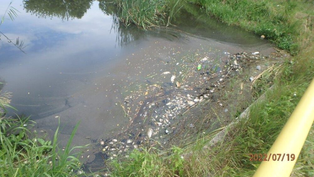śniętye ryby w starorzeczu rzeki Nidy stan na 19.07.2022 r.
