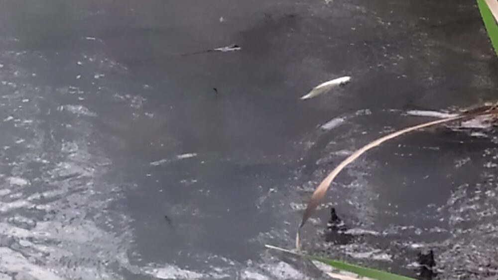 unoszące się martwe ryby na powierzchni wody
