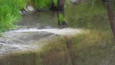 Zdjęcie nr 1 - w tle płynąca rzeka do której z lewego brzegu porośniętego trawą wpływa biała substancja